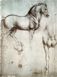 Étude des chevaux
